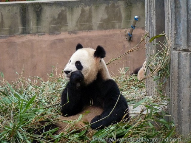 Panda Watch! Chengdu Research Base of Giant Pandas, China | The Whole ...