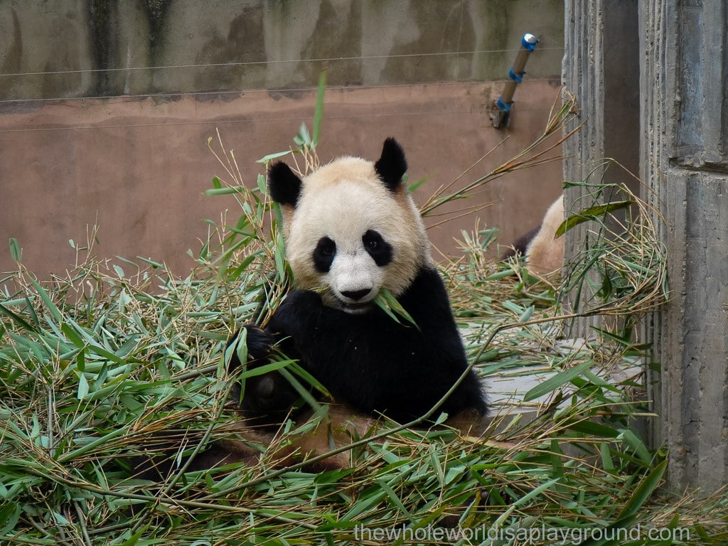 Panda Watch Chengdu Research Base Of Giant Pandas China - 