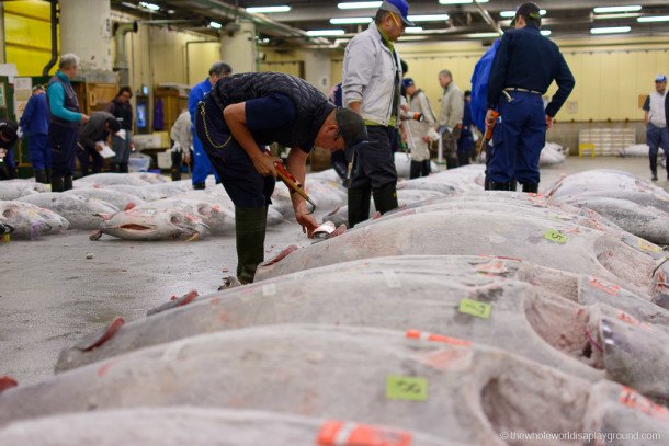 Visiting the Tsukiji fish market tuna auction, Tokyo, Japan | The Whole ...