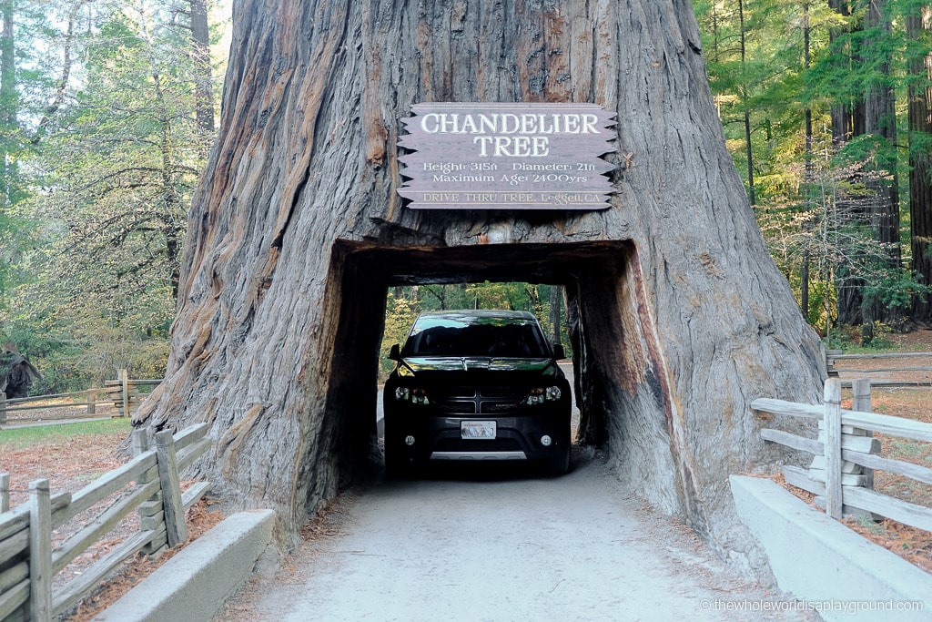 3 Incredible Drive Through Redwood Trees In California The Whole
