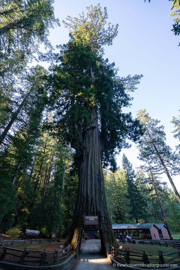 Drive Through Redwood Tree California