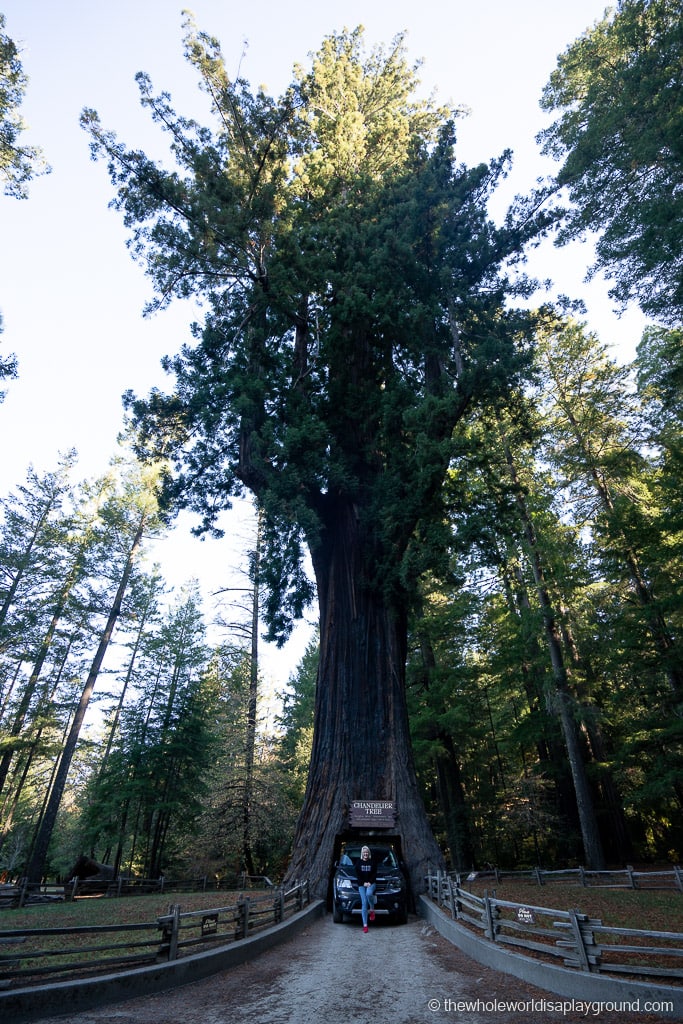 Drive Through Redwood Tree California