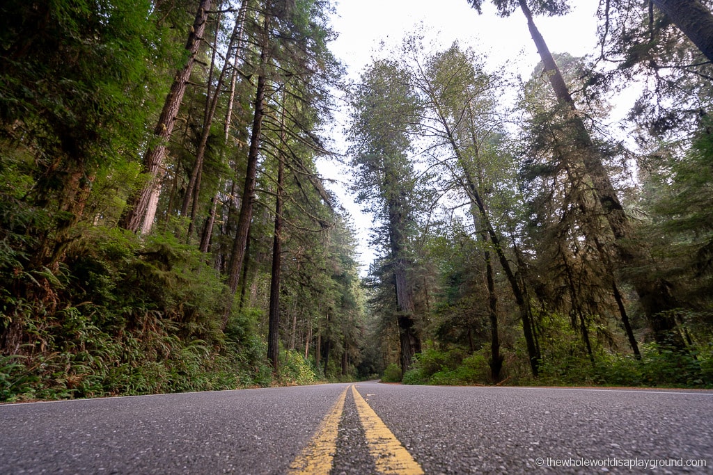 Drive Through Redwood Tree California