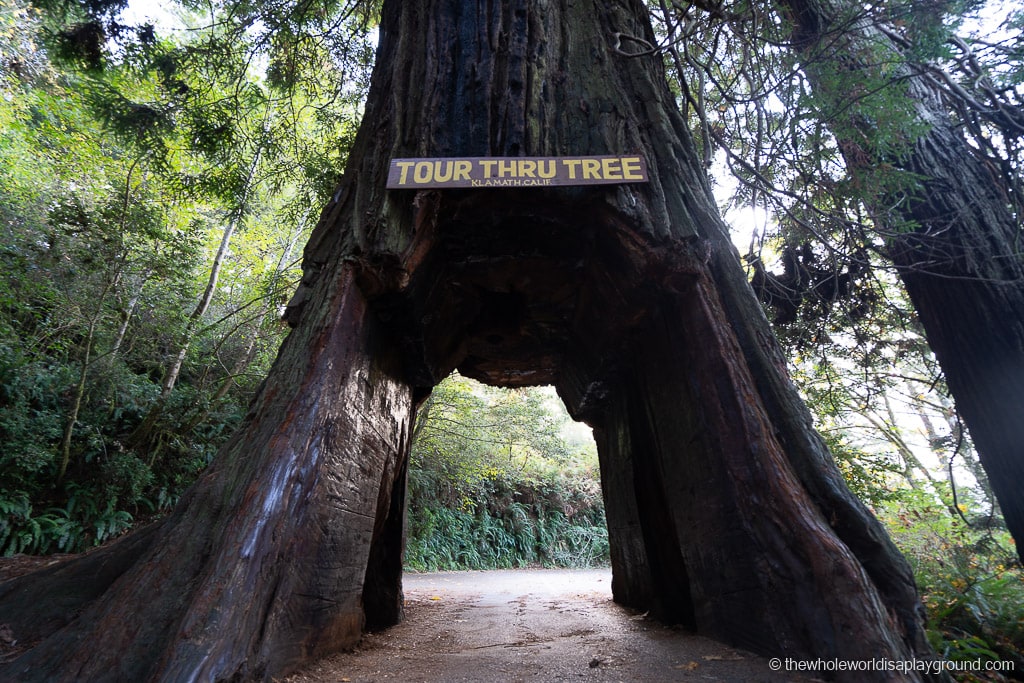 Drive Through Redwood Tree California