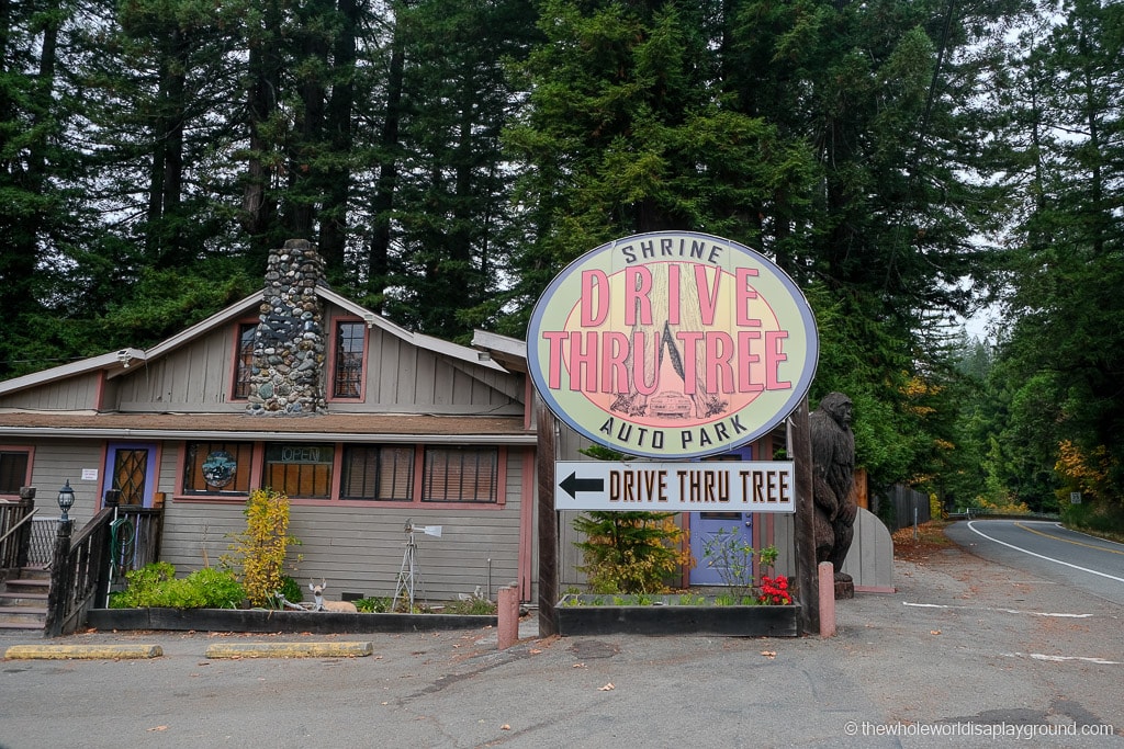 Drive Through Redwood Tree California