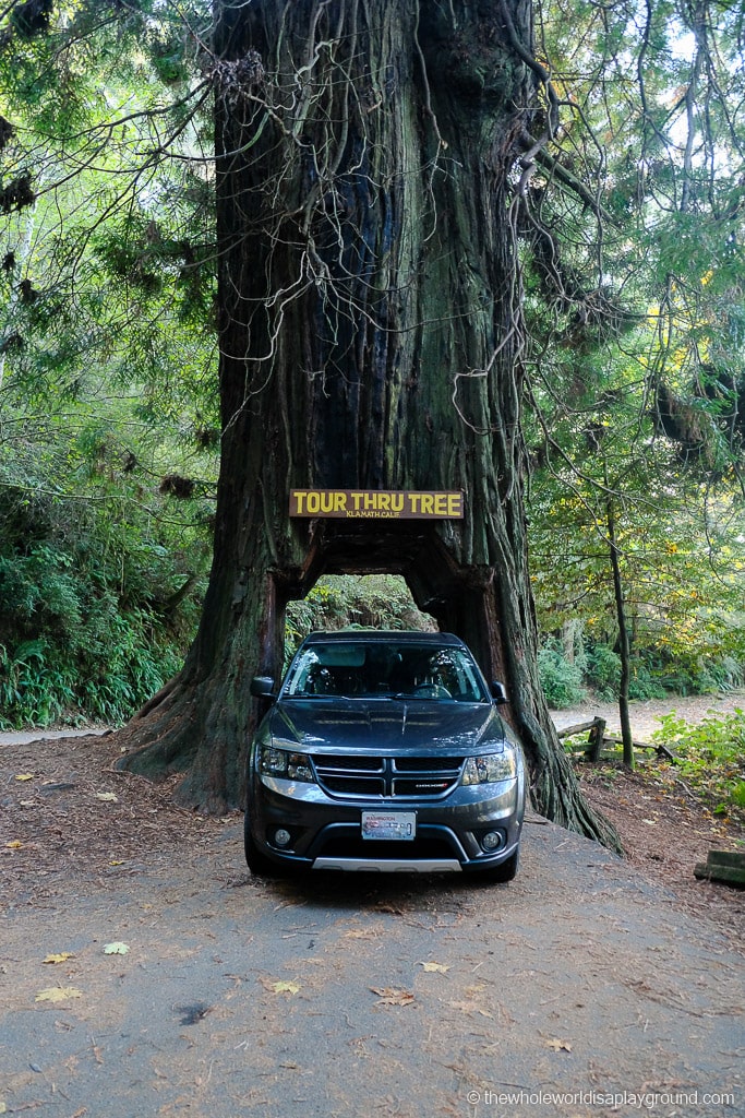 Drive Through Redwood Tree California